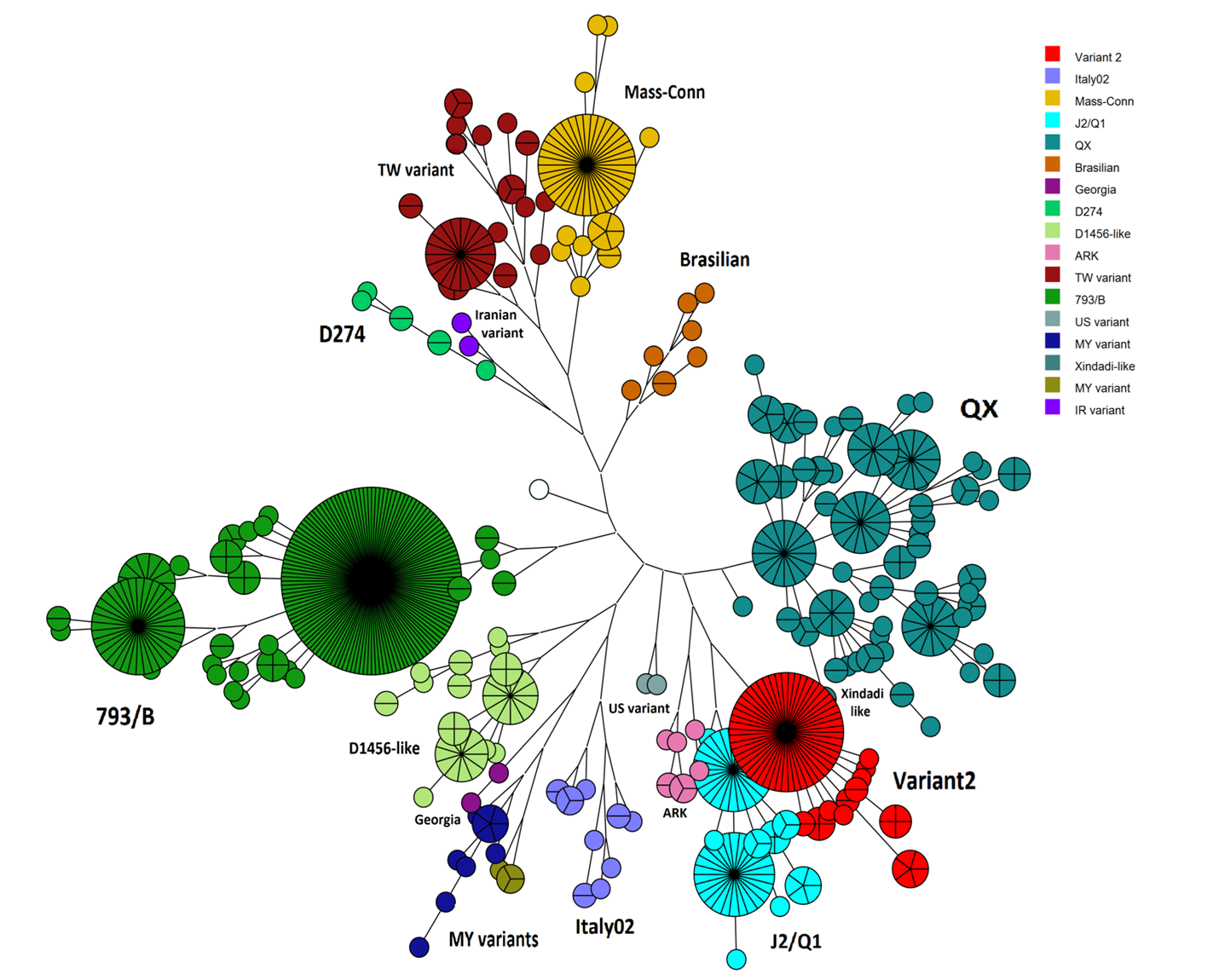 IB strains tree