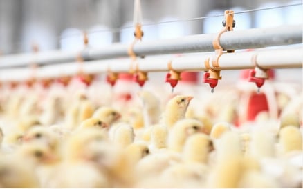 img-poultry-generic-8