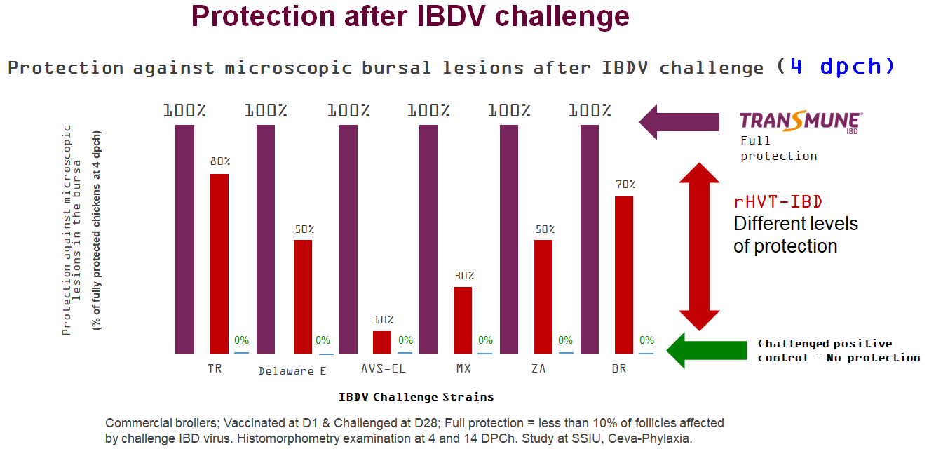 trial challenges against different strains 4dpc