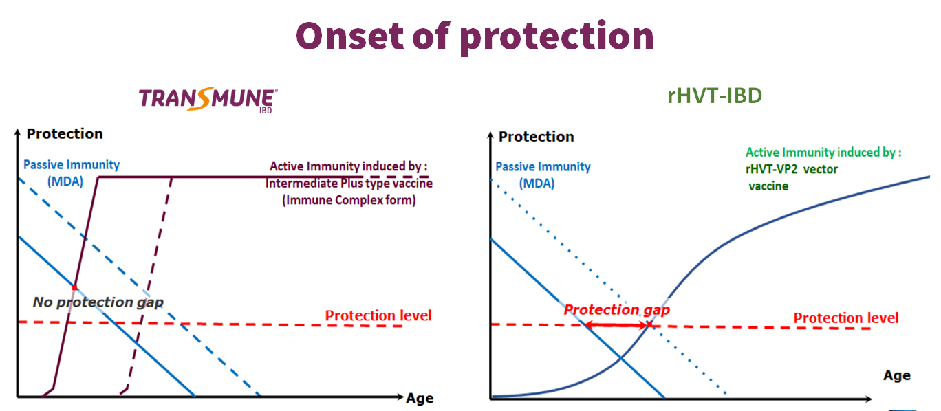 Onset of immunity