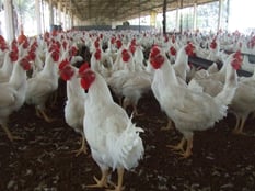 poultry farming