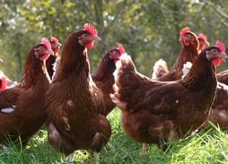 poultry