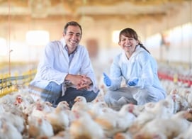 professionals and poultry farming
