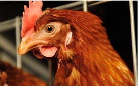 img-poultry-generic-6