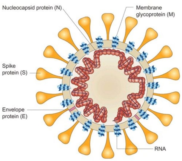 Virus IB