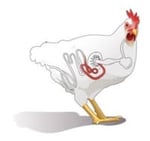 poule 11