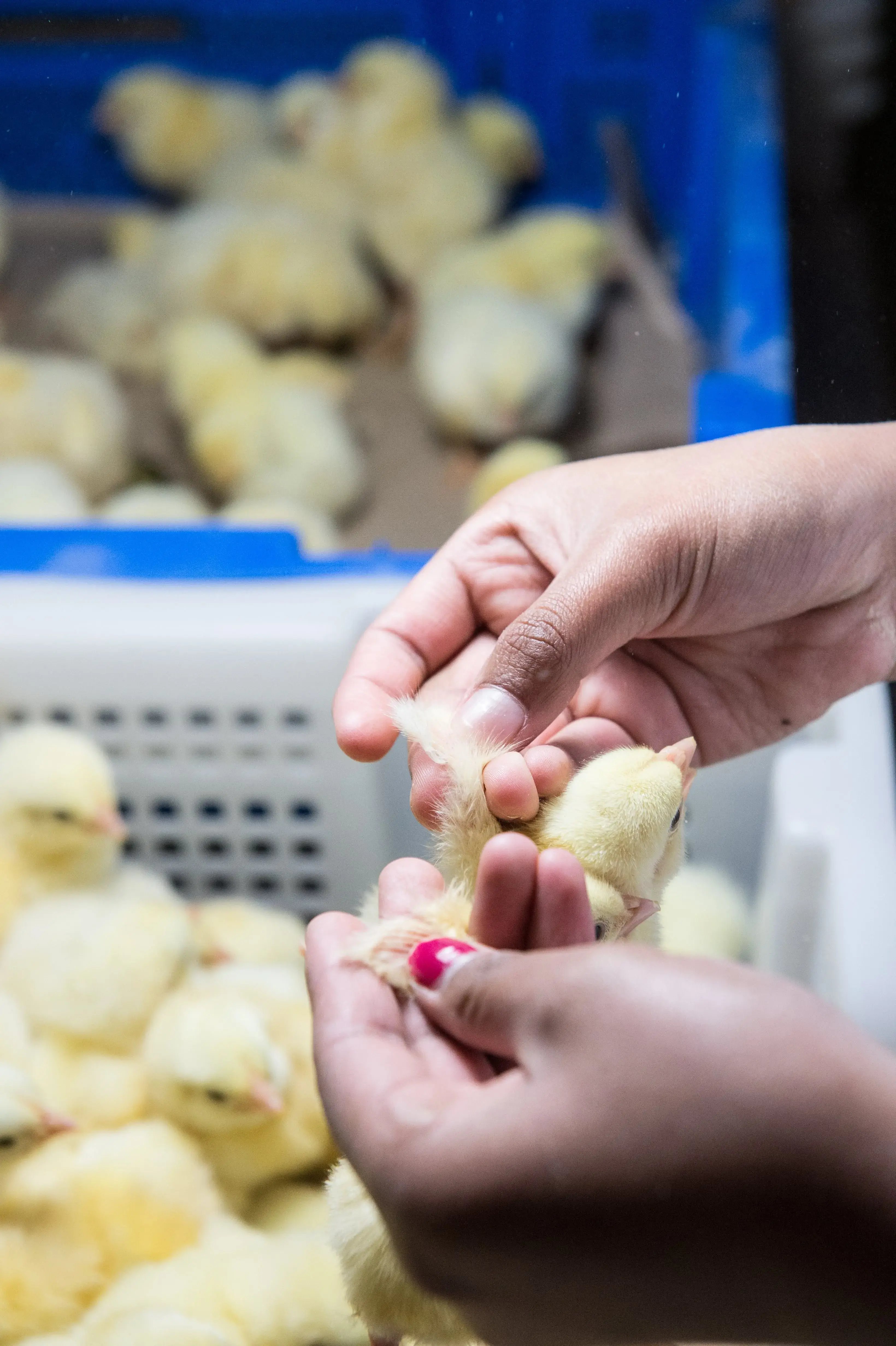 poultry-chik-vaccination-©francois-blazquez-ceva-mexico-2015-2086-min