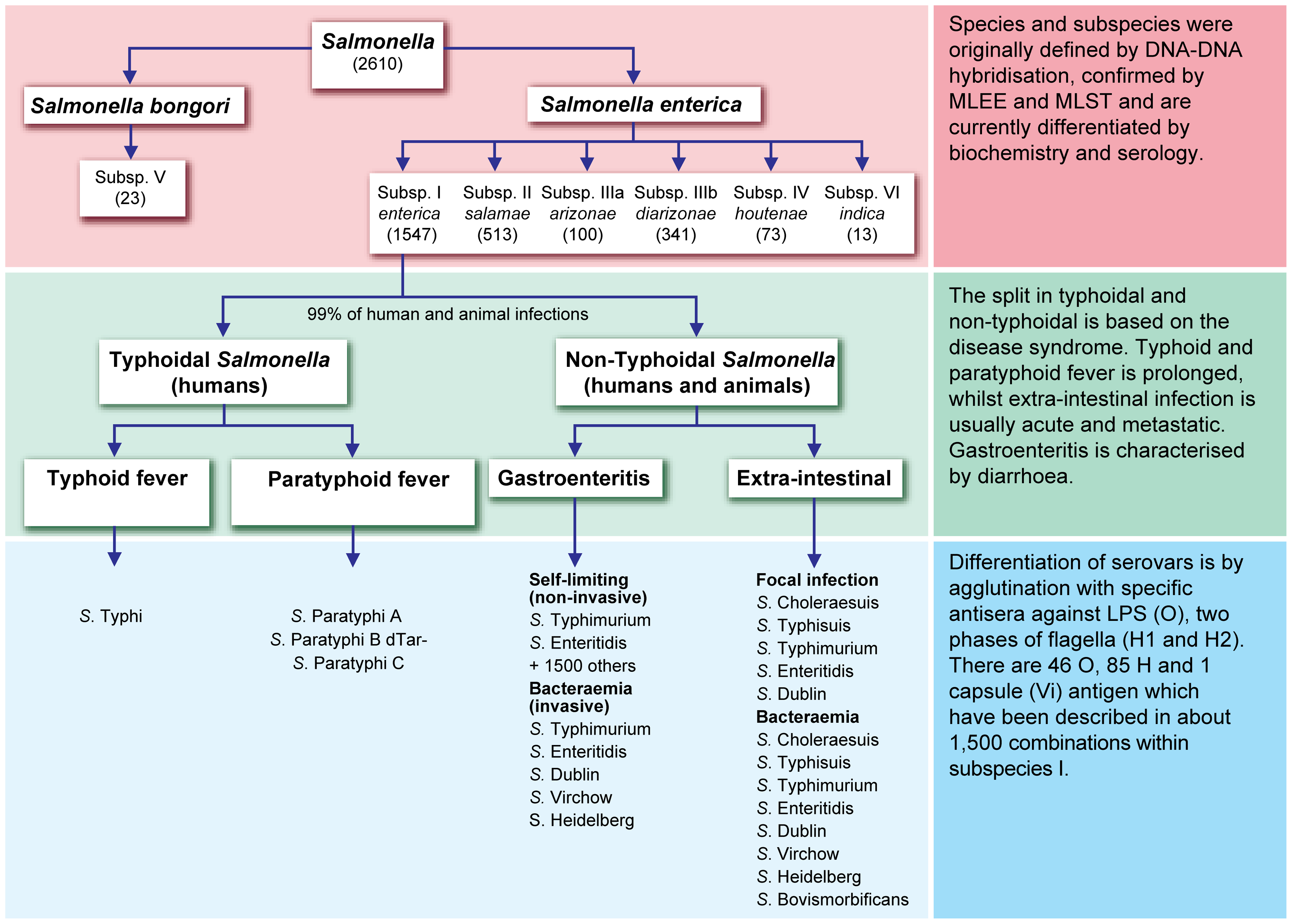 Classification of salmonella