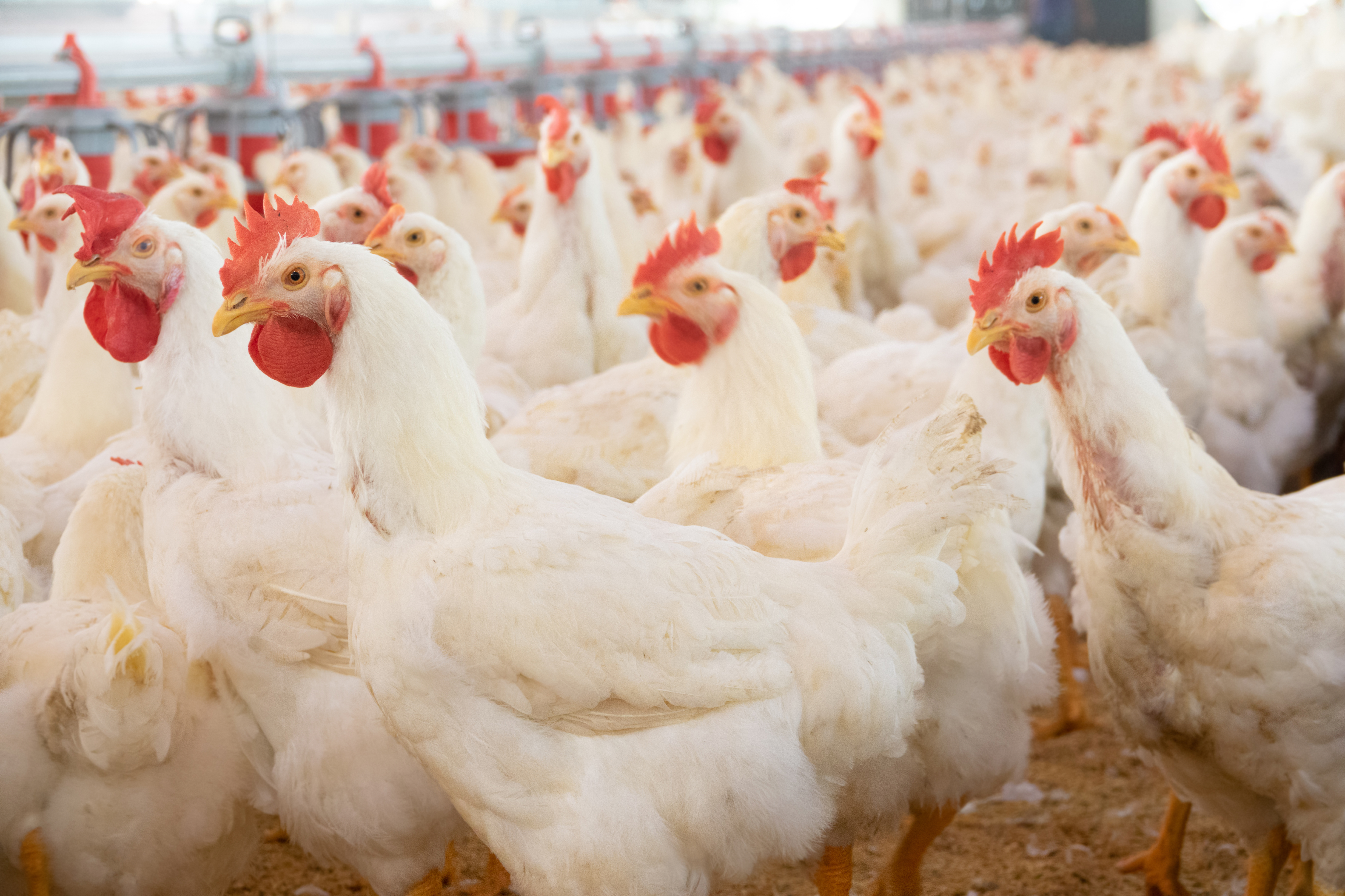 Chickens in the chicken house - from Shutterstock