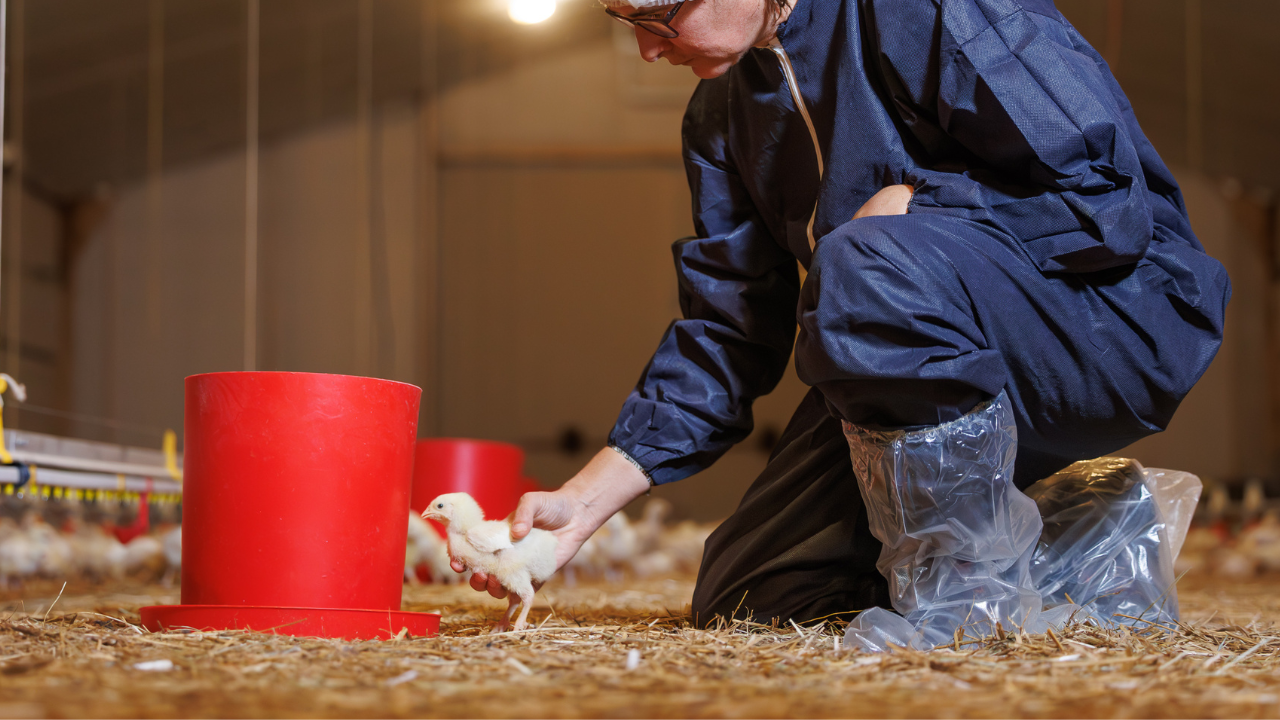 Field Veterinary work