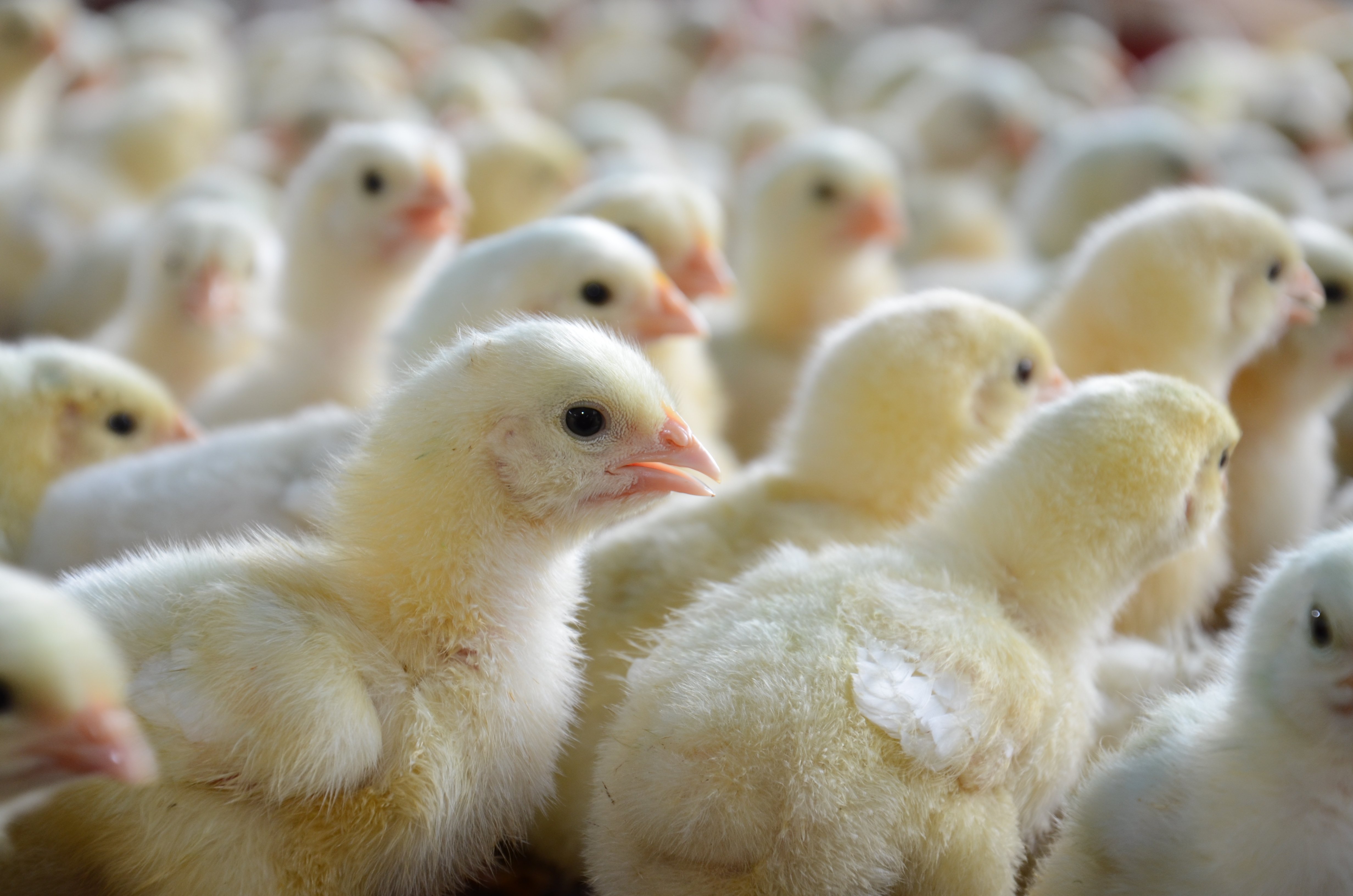 chicks in the farm_Brazil