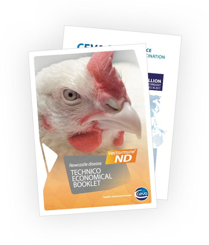 Download Medicine Newcastle Disease In Poultry Images