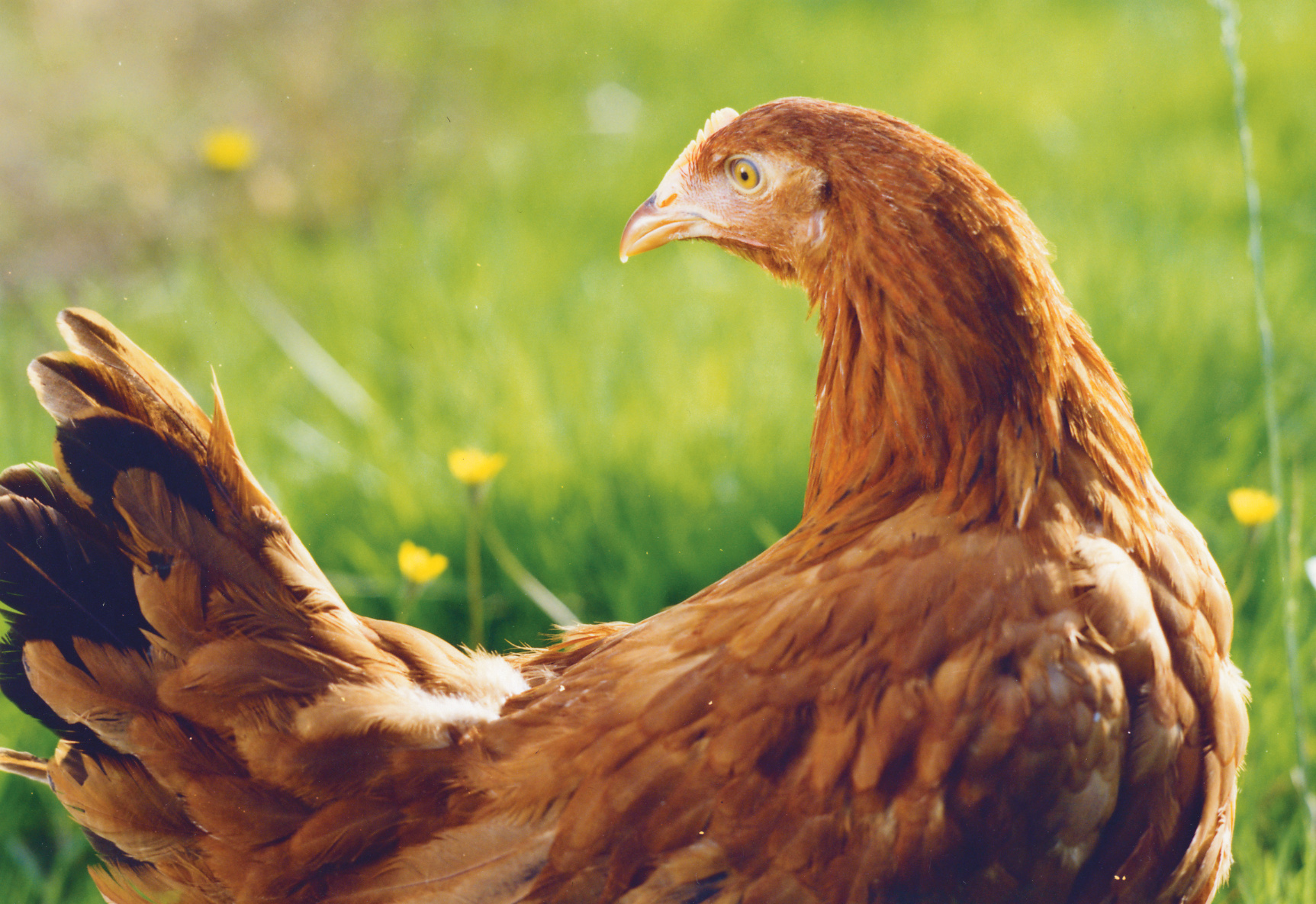 Poultry_Chicken_007 Poultry_Chicken_007