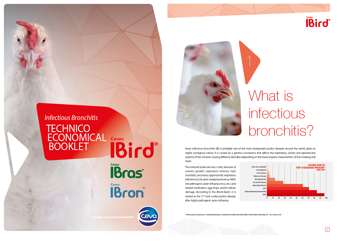 img-ebook-preview-IBird.IBras.IBron-1